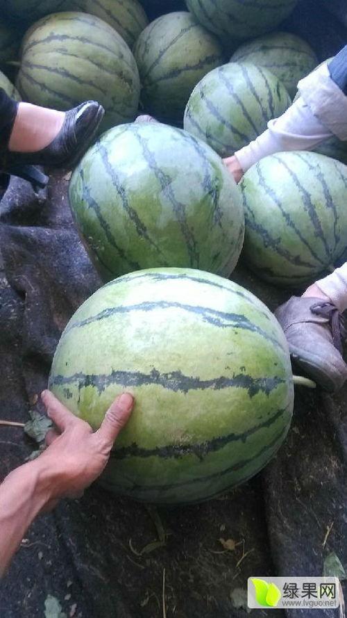 山东昌乐尧沟今日瓜价,瓜果飘香，价格走俏