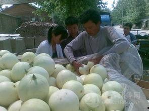 今日甜王瓜价格行情,价格波动背后的市场动态解析