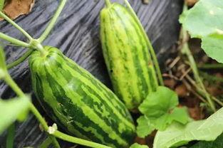 今日宜吃瓜的意思