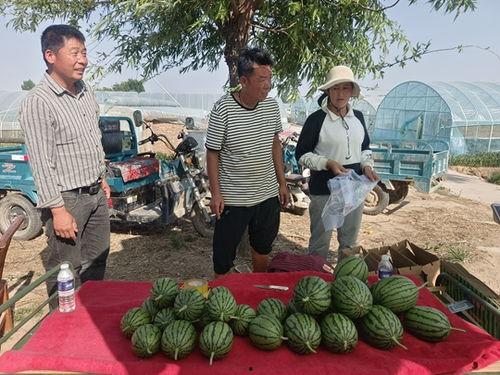 今日中牟吊瓜价格,今日行情一览