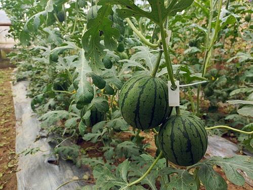 今日中牟吊瓜价格,今日行情一览