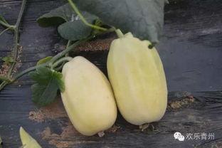 青州银瓜今日价格,价格行情一览”