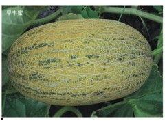 万邦哈密瓜今日批发价格,品质佳价优引关注”