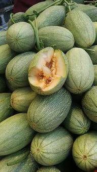万邦哈密瓜今日批发价格,品质佳价优引关注”