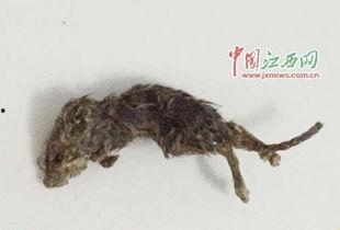 吃瓜养大黑耗子,黑耗子的成长奇遇记