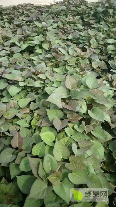 2021地瓜今日价格,今日价格一览