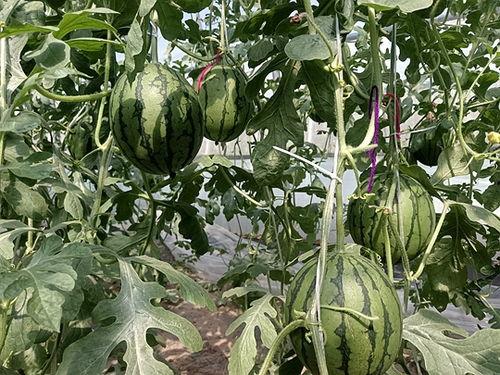 山西小吊瓜产地今日价格,丰收喜讯，瓜价飘红