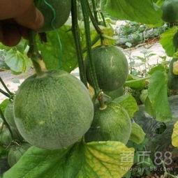 山西小吊瓜产地今日价格,丰收喜讯，瓜价飘红