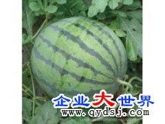 今日瓜坡新闻,聚焦今日热点事件与社区动态